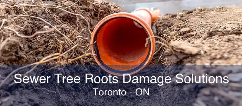 Sewer Tree Roots Damage Solutions Toronto - ON